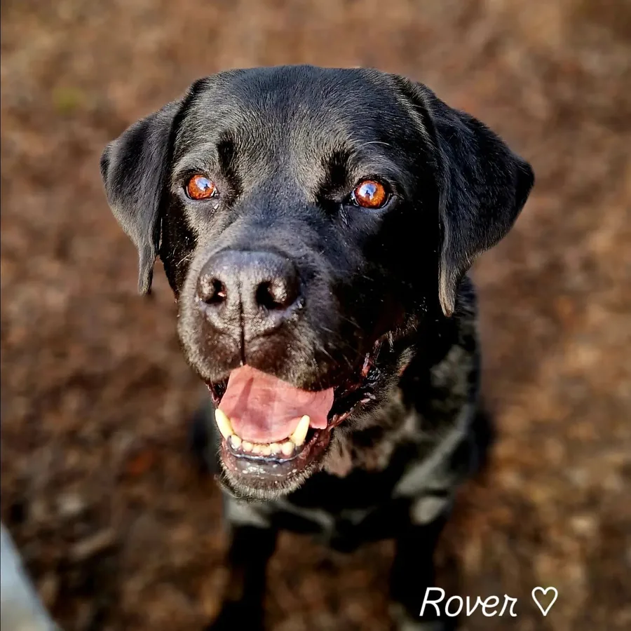 Rover, hond uit de roedel van Hondenuitlaatservice Nikki