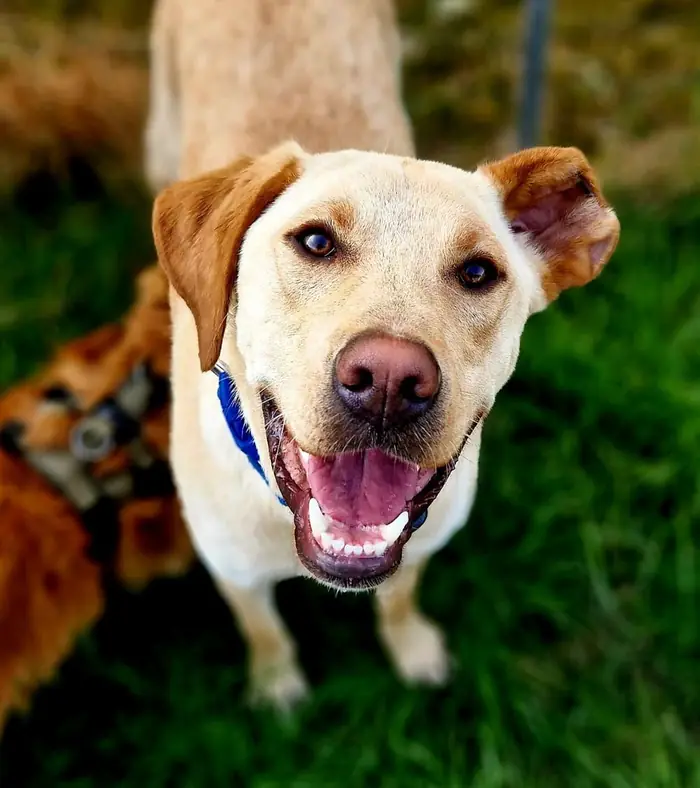 Blije hond tijdens groepswandeling