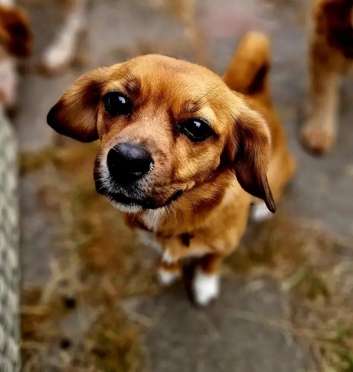 Vrolijke hond op het veld
